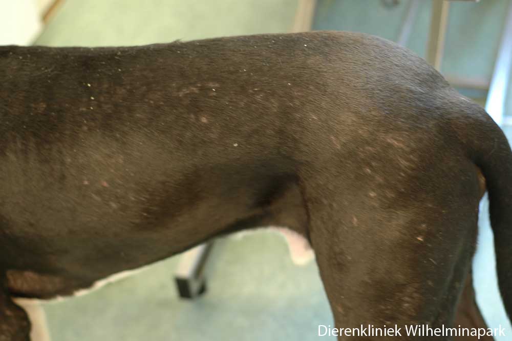 Een kortharige hond met veel kleine ontstekingen met korstjes met een natte huid eronder - oppervlakkige pyodermie. Foto Dierenkliniek Wilhelminapark utrecht